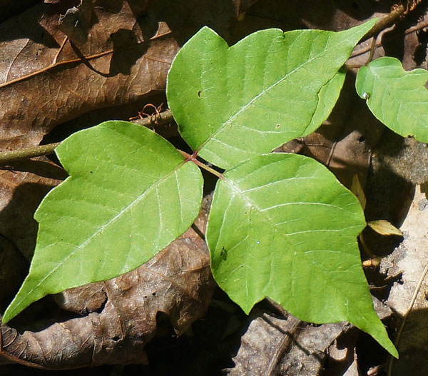 poison ivy at Moonville